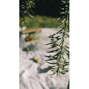 花41