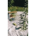 花41