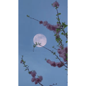 花42