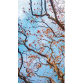 高清风景11
