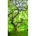 高清风景48
