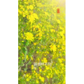 高清风景92