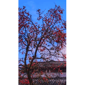 高清风景95