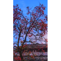 高清风景95