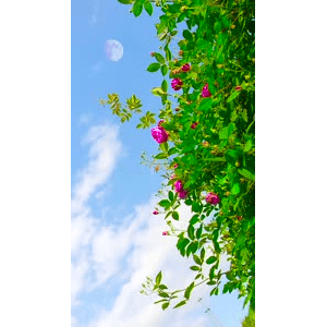 高清风景102