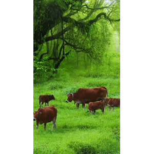 高清风景109