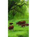 高清风景109