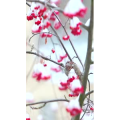 高清风景185