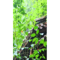 高清风景247