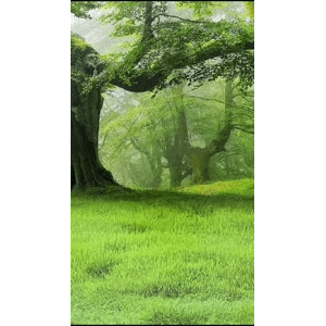 高清风景248