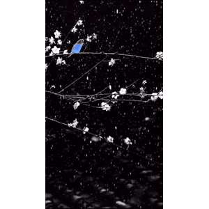 高清风景265