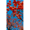 高清风景277