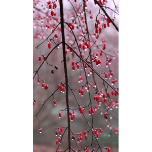 高清风景287