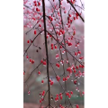 高清风景287