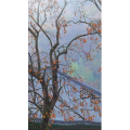 高清风景313