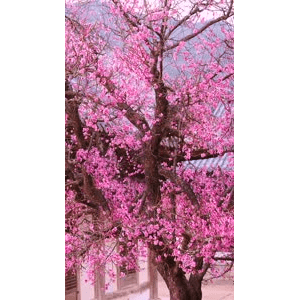 高清风景321