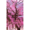 高清风景321