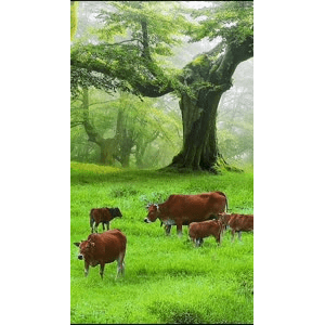 高清风景340