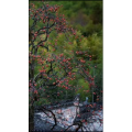 高清风景344