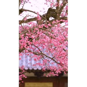 高清风景348
