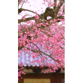 高清风景348