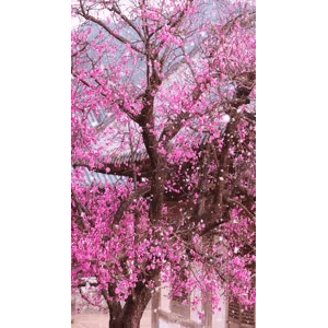 高清风景387