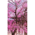 高清风景387