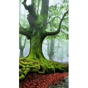 高清风景455