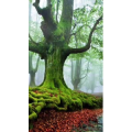 高清风景455
