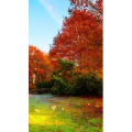 高清风景551