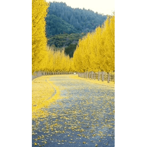 高清风景566