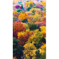 高清风景588