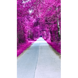 高清风景606