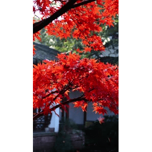 高清风景607