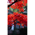 高清风景607