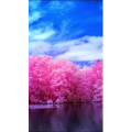 高清风景615