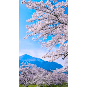 高清风景685