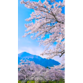 高清风景685