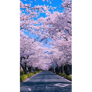 高清风景688