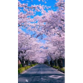 高清风景688