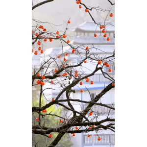 高清风景693