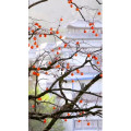 高清风景693