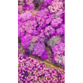 高清风景712