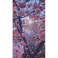 高清风景738