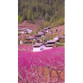 高清风景833