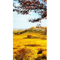 高清风景924