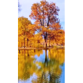高清风景938
