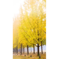 高清风景977