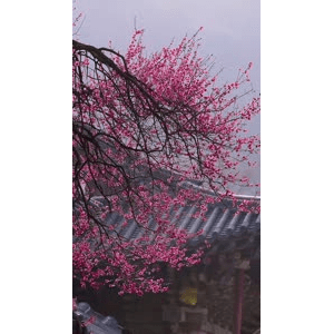 高清风景987