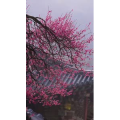 高清风景987